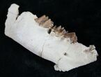 Oreodont (Merycoidodon gracilis) Jaw Section #8850-1